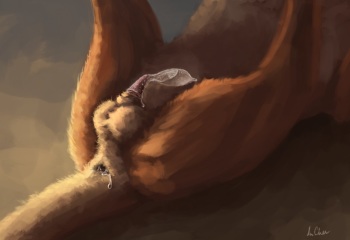 Anchee FA Gallery cover